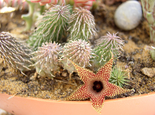 Piaranthus-decorus.jpg