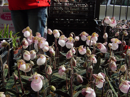Paph micranthum.jpg