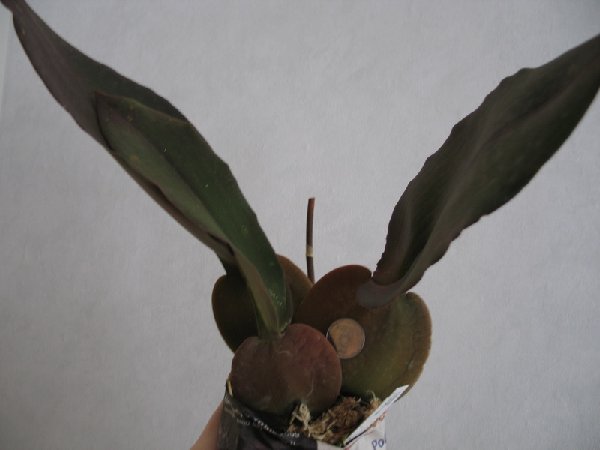 Miltonia phymatochila