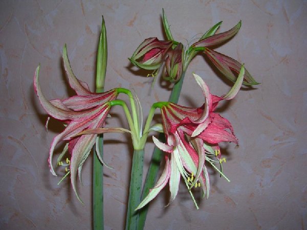DSCN0081.JPG