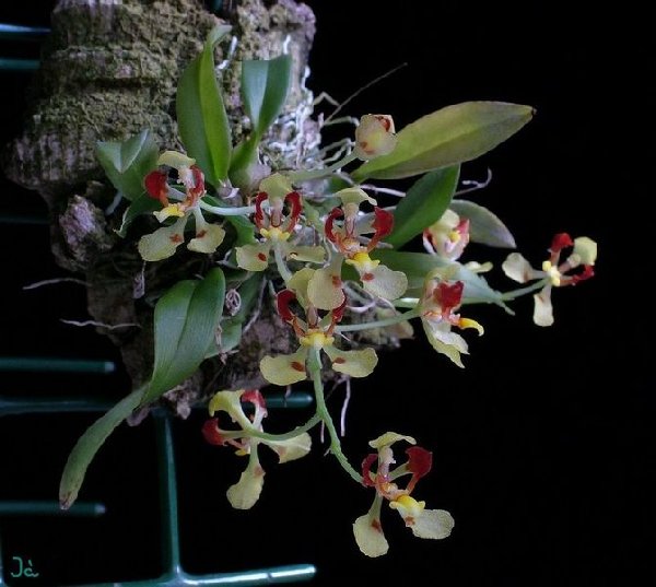 [b]Oncidium coloratum[/b]