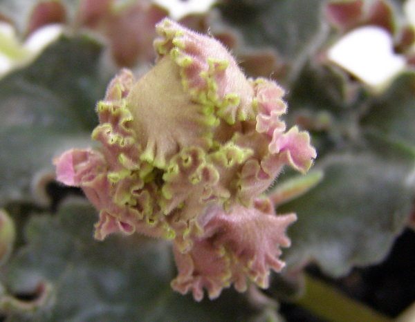 Island Rose