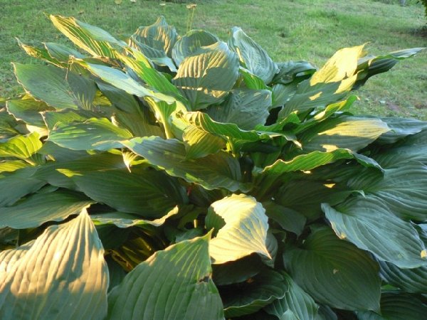 h.ventricosa.JPG