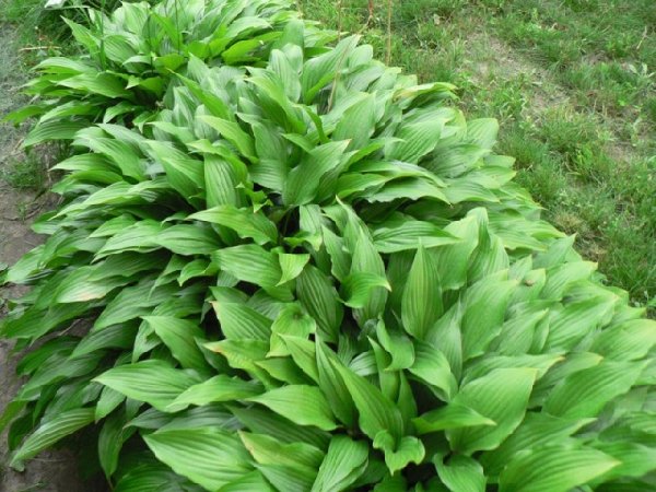 h.lancifolia.JPG