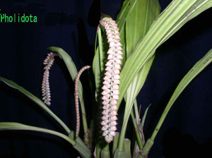 Pholidota~imbricata20030612Gombessa.jpg