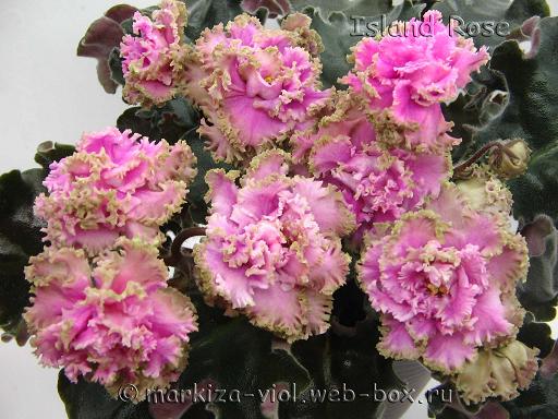 Island Rose 11.JPG