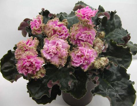 Island Rose2.JPG