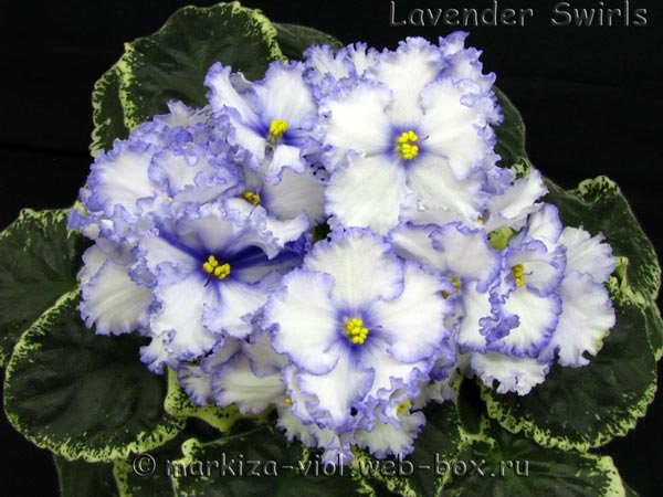 Lavender-Swirls15.jpg