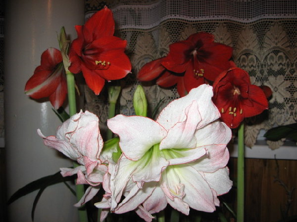 IMG_1381.JPG