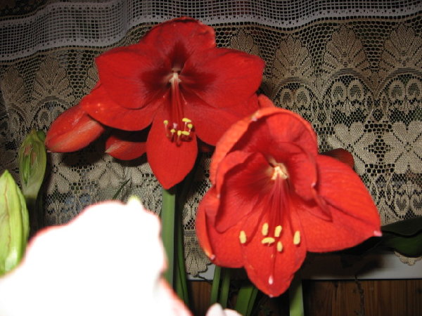 IMG_1390.JPG