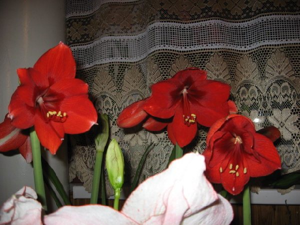 IMG_1395.JPG