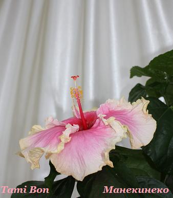 IMG_0808 160209.jpg