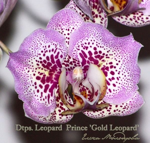 dtps.jpg