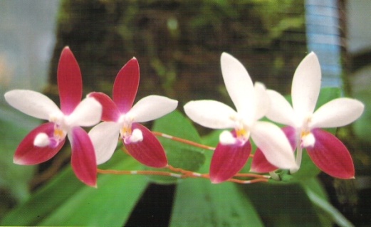 SP08 P. amboinensis 'Ching Yu'