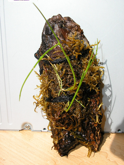 dendr 3.jpg