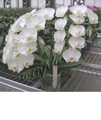 mph-amabilis2.jpg