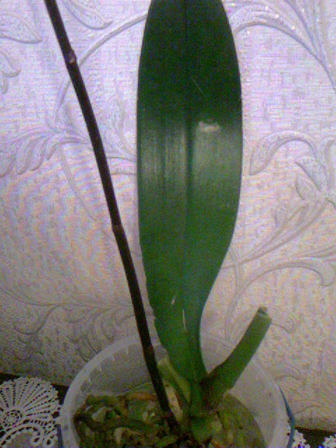 Photo-0010.jpg