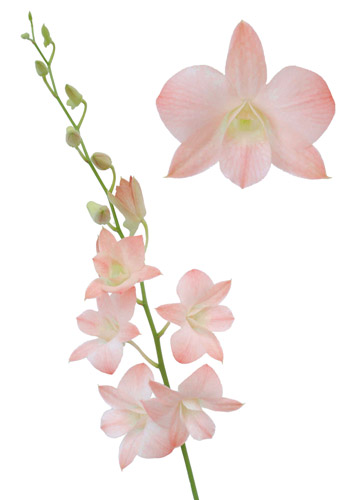 SRP Suree Peach.jpg