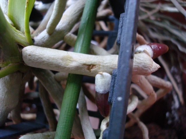 DSC01157.JPG