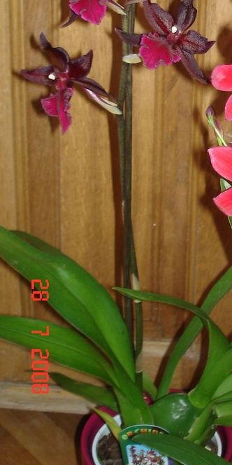 DSC03355_111.jpg