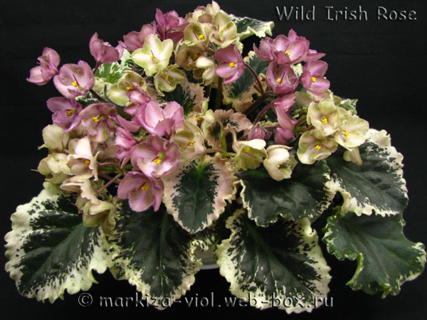 Wild-Irish-Rose.jpg