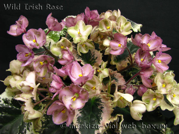Wild-Irish-Rose3.jpg