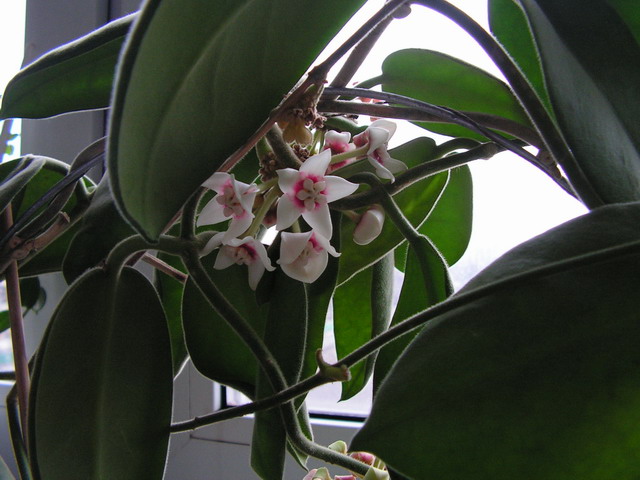 PICT0202sm.jpg
