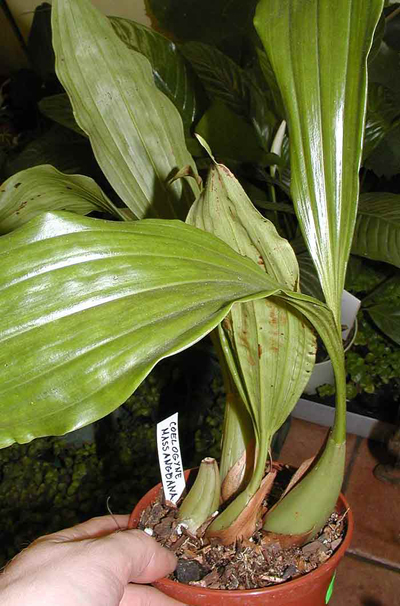 coelogyne.jpg