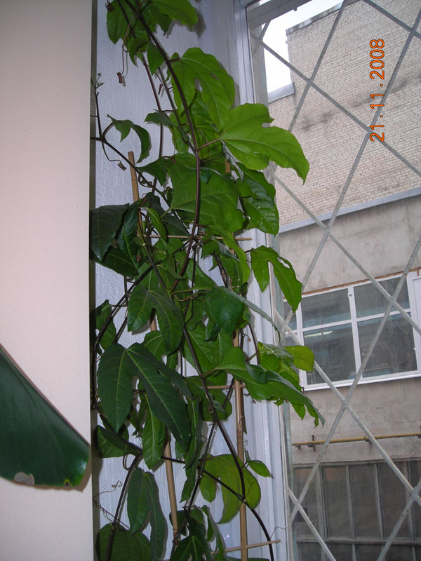 DSCN0178ev.jpg
