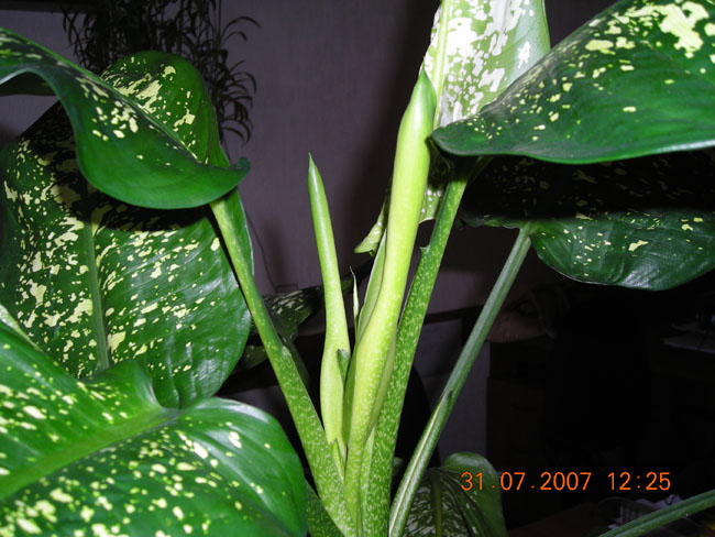 DSCN0771ум.jpg