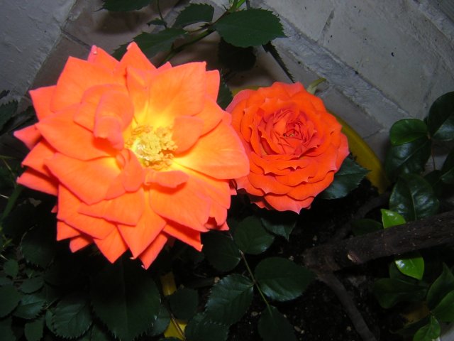 DSCN2929.jpg