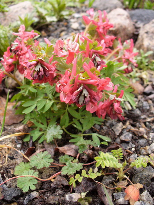 Corydalis G.Baker