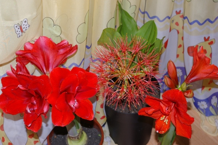 Scadoxus