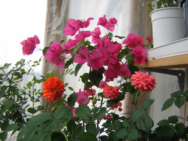 DSCN2963.jpg