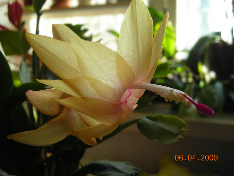 DSCN0374ev.jpg