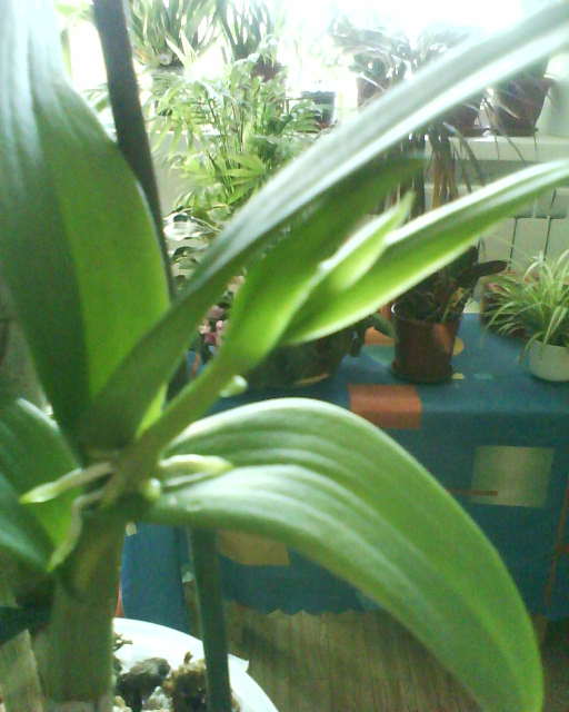 DSC00002.JPG