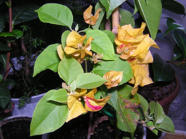 DSCN2998.jpg