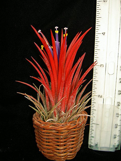 ionanthafuego-lg.jpg