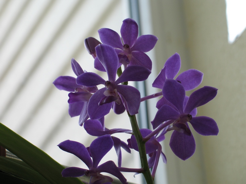 vanda.jpg