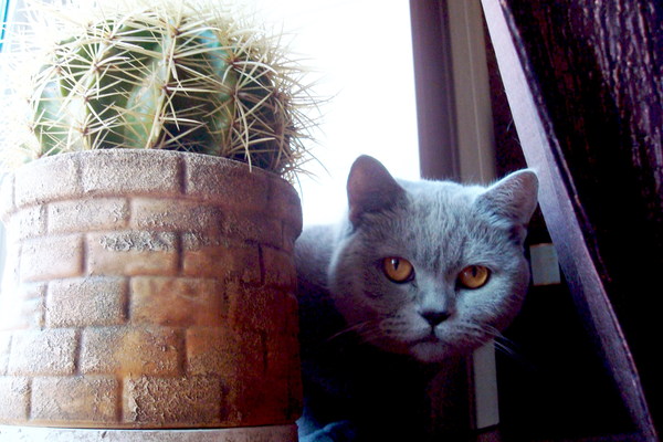 Боня и кактус