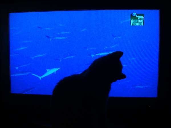 Любопытная Боня