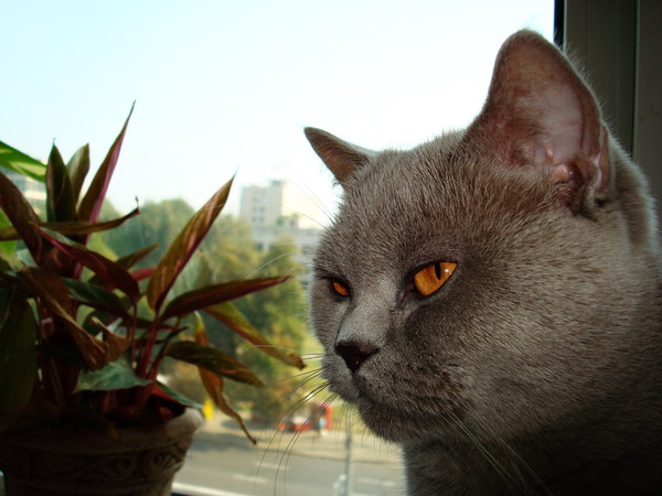 Боня- это мамочка.