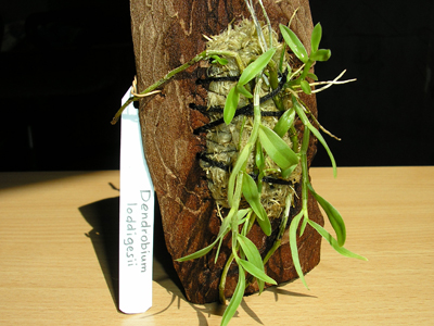 Dendr.jpg