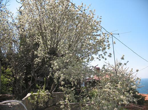Кукуля