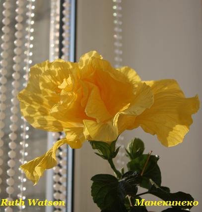 IMG_1131 Рут.jpg
