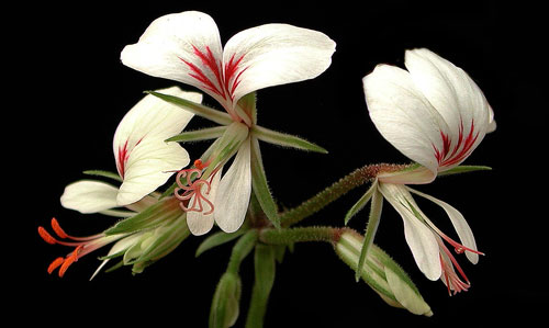 p_urbanum_v_bipinnatifidum_stefan_lovgren[1].jpg