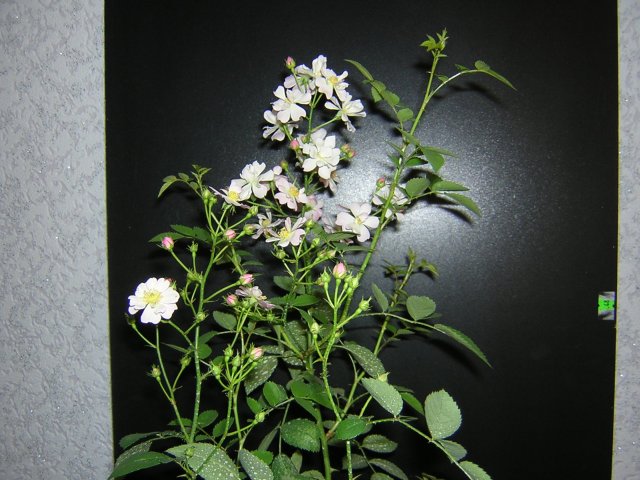 DSCN3108.jpg