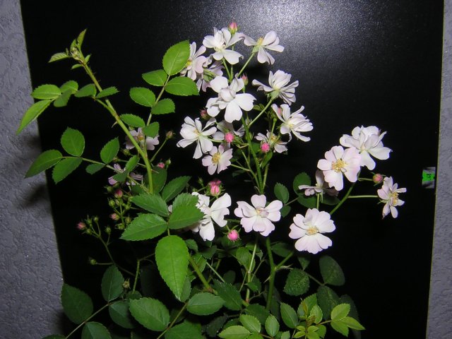 DSCN3113.jpg