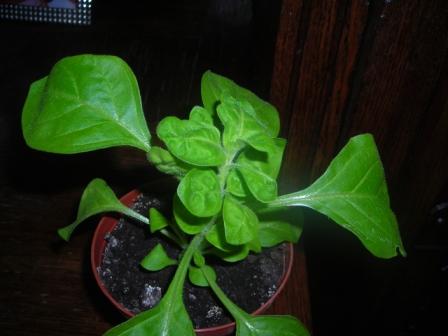 DSCN5111.JPG