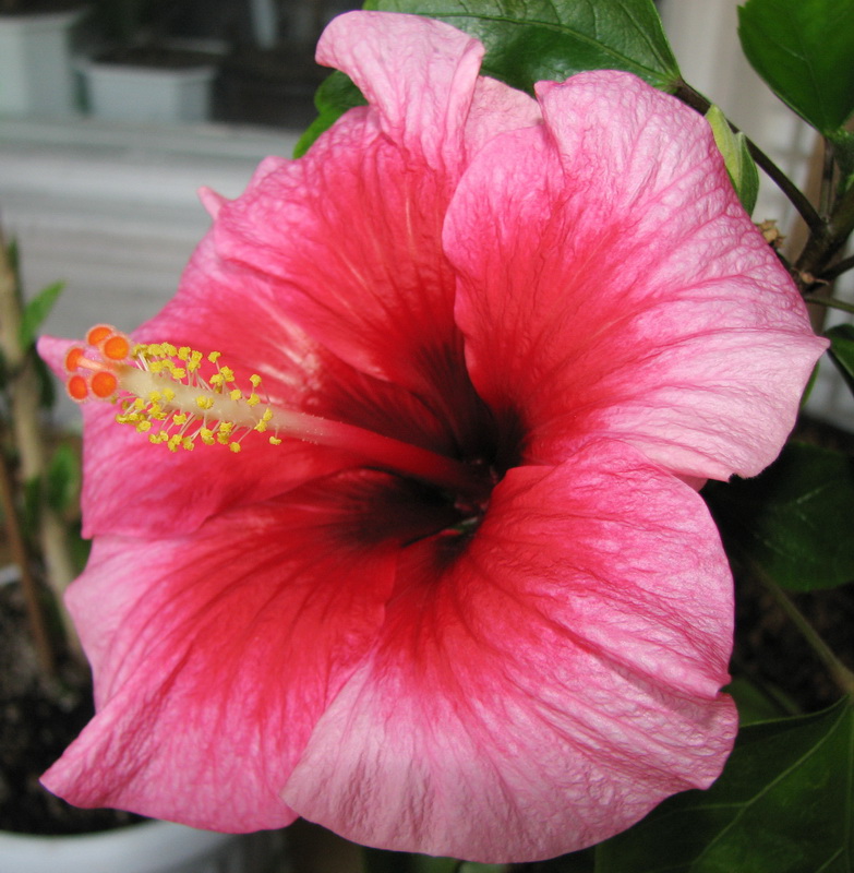 Pink Dream